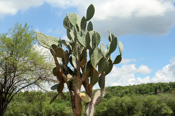 Gyönyörű Zöld Tüskés Körte Kaktusz Szabadban — Stock Fotó