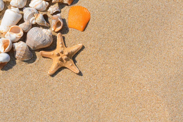 Beautiful Starfish Sea Shells Sandy Beach Flat Lay Space Text — Stock Photo, Image