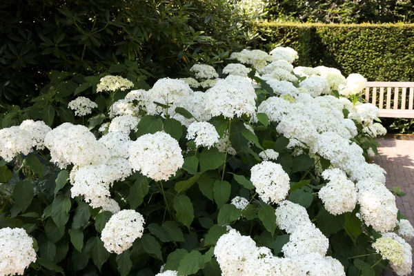 Beautiful Hydrangea Shrubs White Flowers Outdoors — Stock fotografie
