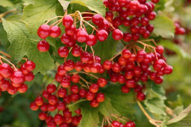 Güzel viburnum, olgun böğürtlenlerle dolu.