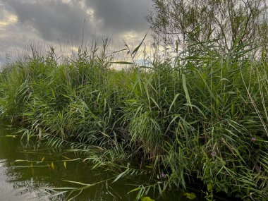 Nehir sazlıklarının ve bulutlu gökyüzünün resimli görüntüsü