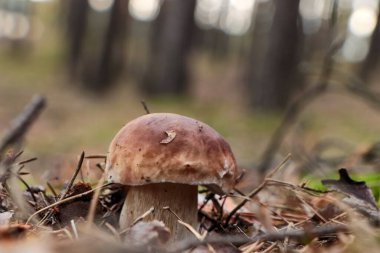 Ormanda yetişen güzel Porcini mantarı, yakın plan.