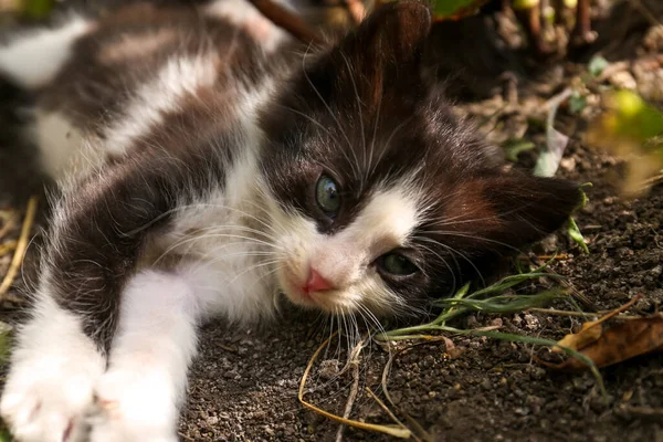 Cute Fluffy Cat Resting Backyard Outdoors Closeup — Stock Photo, Image