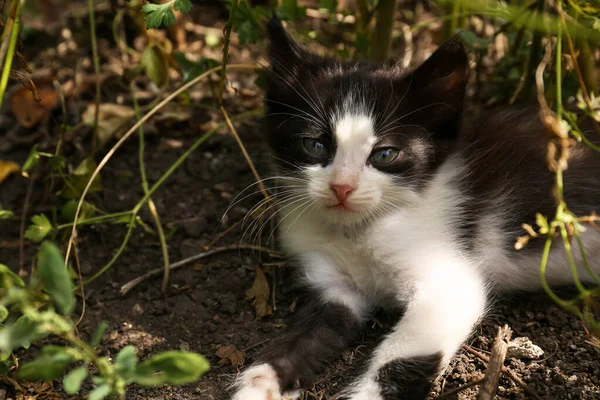 Aranyos Bolyhos Macska Pihen Kertben Közelről — Stock Fotó