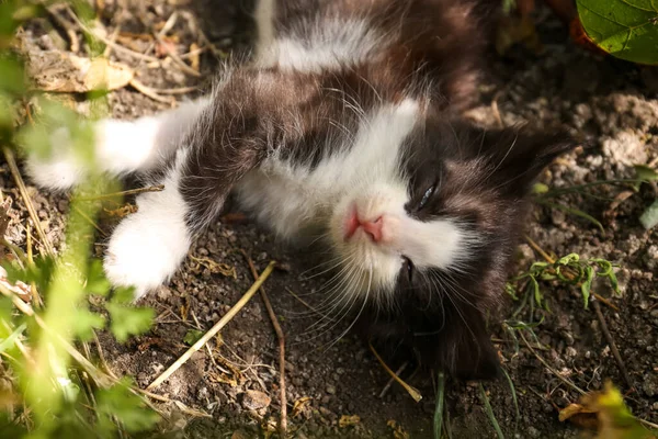 屋外の裏庭で休んでかわいいふわふわの猫 クローズアップ — ストック写真