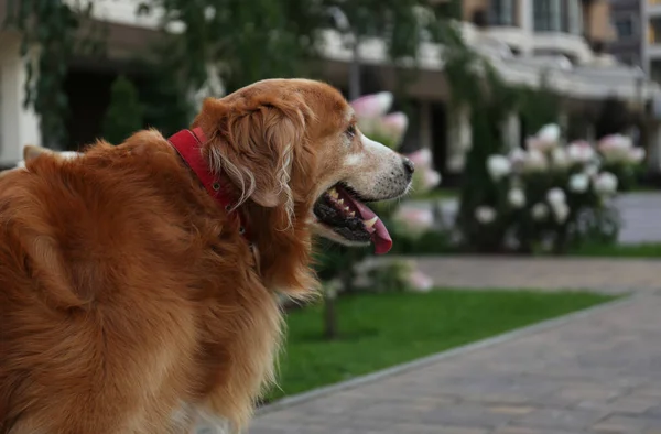 Vacker Golden Retriever Stadens Gata Närbild Hundpromenader — Stockfoto