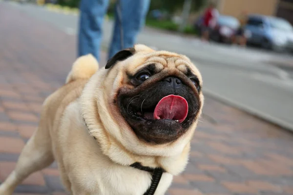 Cute Pug City Street Closeup Dog Walking — Stock Photo, Image