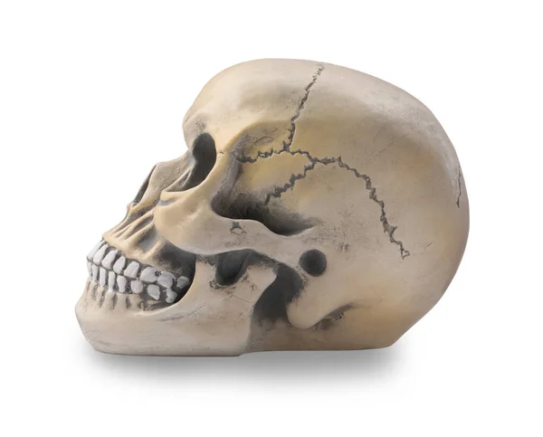 Crâne Humain Avec Dents Isolées Sur Blanc — Photo