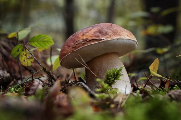 美丽的白色蘑菇生长在森林的室外 — 图库照片