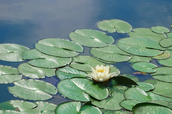 stock image Pond with beautiful lotus flower and leaves