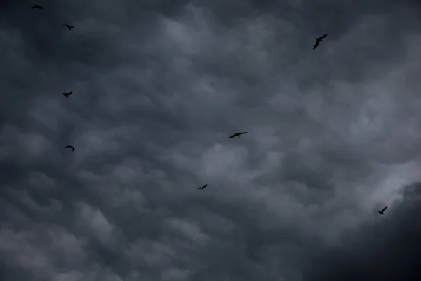 Pintoresca Vista Las Aves Cielo Con Fuertes Nubes Lluviosas —  Fotos de Stock