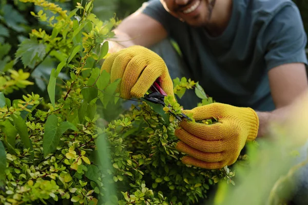 Hombre Feliz Cortando Planta Aire Libre Día Soleado Primer Plano —  Fotos de Stock