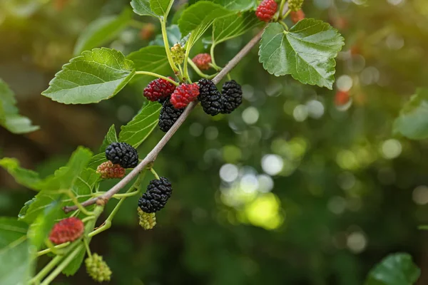 Branch Ripe Unripe Mulberries Garden Closeup — 스톡 사진