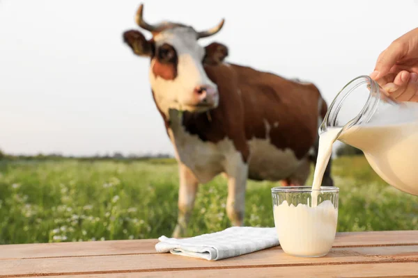 妇女将牛奶倒入木桌上的杯子和奶牛在草地上吃草的场景 — 图库照片