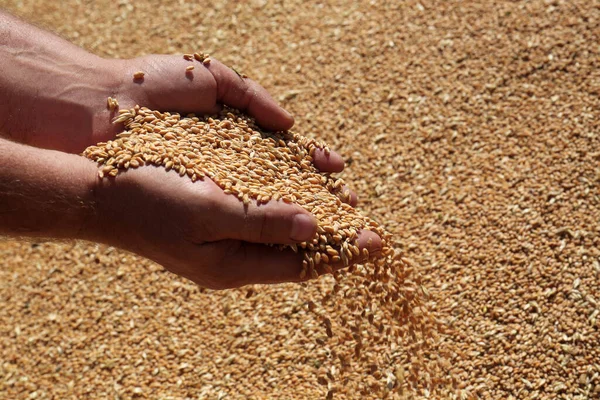 Man Holding Wheat Grains Closeup View — Stock Photo, Image