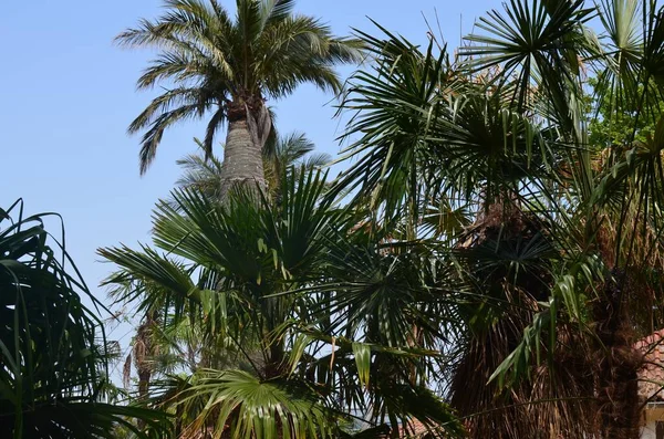 Piękne Palmy Bujnymi Liśćmi Rosnącymi Zewnątrz — Zdjęcie stockowe