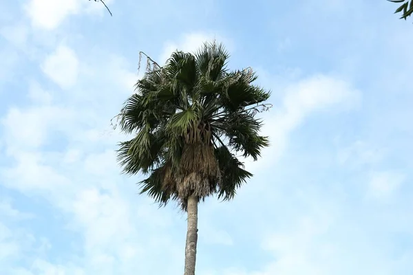 Прекрасне Пальмове Дерево Тлі Блакитного Неба Вид Знизу — стокове фото