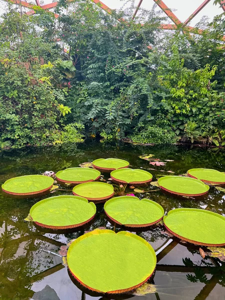 stock image Pond with beautiful Queen Victoria's water lily leaves