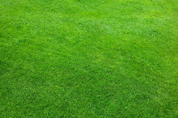 Beautiful Freshly Cut Green Lawn Background — Photo
