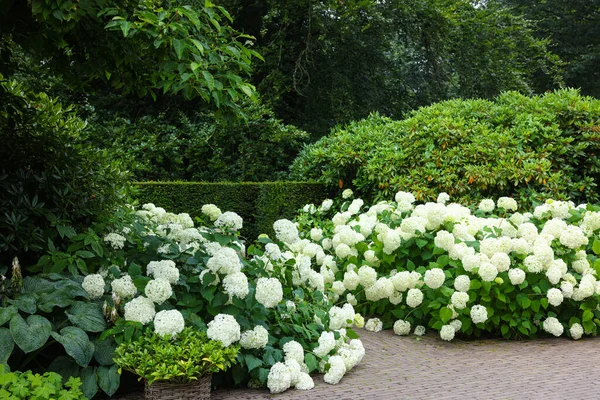 Krásný Park Kvetoucími Hortenziemi Dlážděnou Stezkou Návrh Krajiny — Stock fotografie