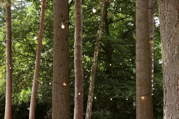 Hermosa Vista Luces Colgando Árboles Bosque — Foto de Stock