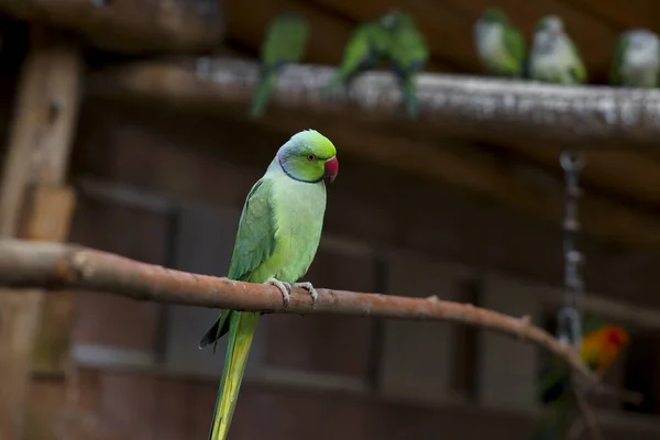 Vacker Papegoja Sittande Gren Zoologisk Trädgård — Stockfoto