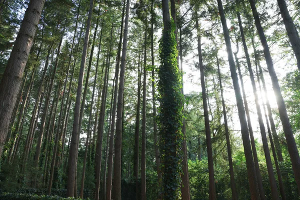 Bela Vista Árvores Verdes Floresta — Fotografia de Stock