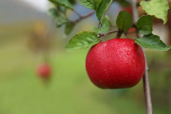 Pyszne Dojrzałe Czerwone Jabłko Drzewie Ogrodzie Miejsce Tekst — Zdjęcie stockowe