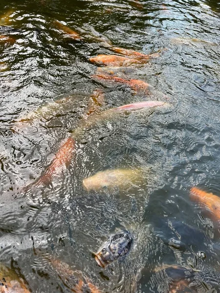 Viele Goldkarpfen Schwimmen Wasser — Stockfoto