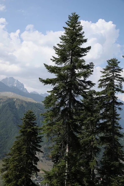 Beautiful Mountain Landscape Spruce Trees Sunny Day — Stock Photo, Image