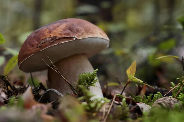 美丽的蘑菇生长在户外 — 图库照片