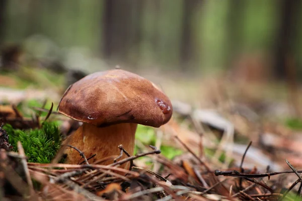 生长在森林中的波兰蘑菇紫杉 案文的篇幅 — 图库照片