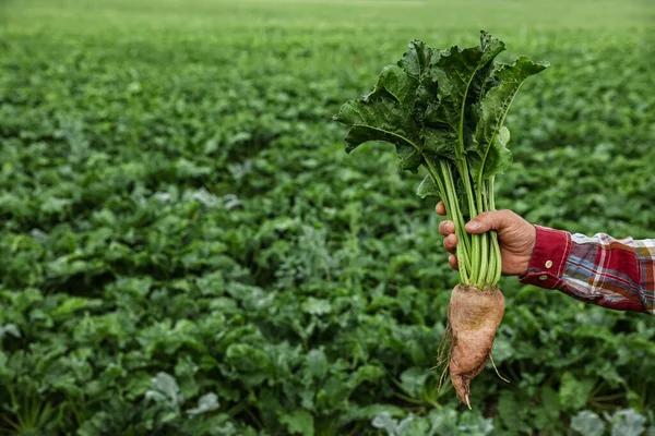 Man holding white beet in field, closeup. Space for text