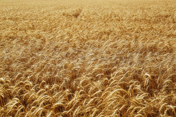 Beautiful View Agricultural Field Ripe Wheat Spikes Stock Picture