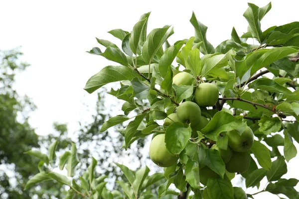 Zielone Jabłka Liście Gałęziach Drzew Ogrodzie Niski Kąt Widzenia — Zdjęcie stockowe