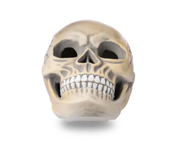 Beyaz Dişli Insan Kafatası — Stok fotoğraf
