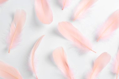Beyaz arka planda güzel açık pembe tüyler, düz yatıyordu.