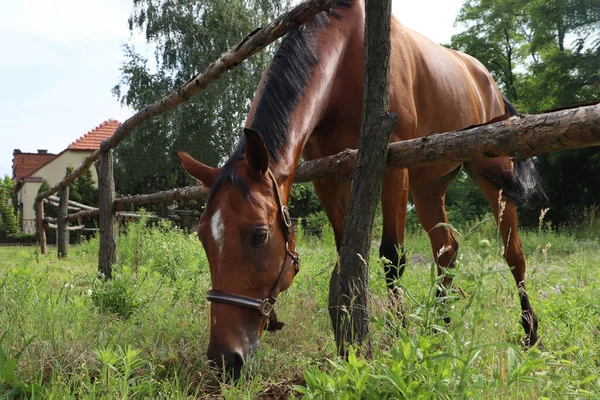 Piękny Koń Wypasu Zielonej Trawie Padoku Świeżym Powietrzu — Zdjęcie stockowe