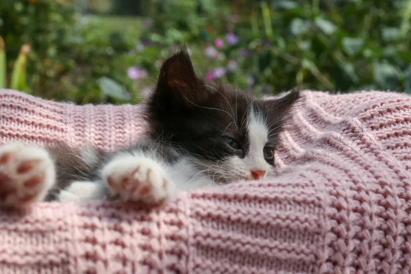 Милая Кошка Отдыхает Розовой Трикотажной Ткани Открытом Воздухе — стоковое фото