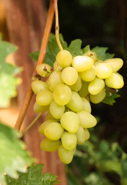 Ripe Juicy Grapes Branch Growing Vineyard — Stok Foto