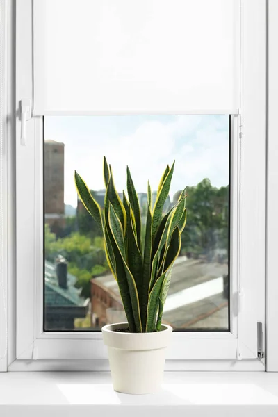 Jendela Dengan Tirai Dan Pot Tanaman Sansevieria Dalam Ruangan — Stok Foto