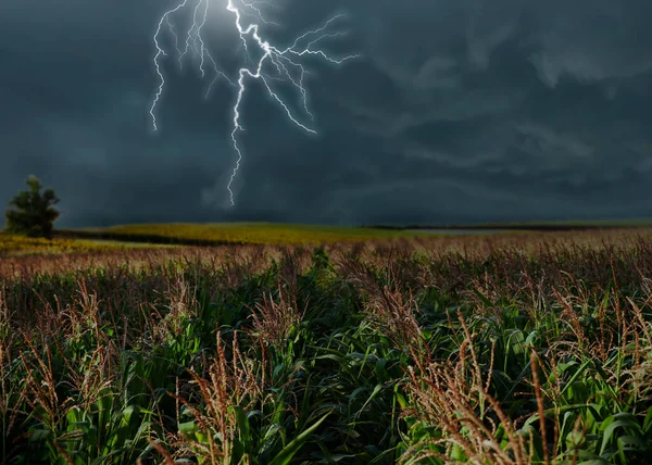 View of field and cloudy sky with lightning. Thunderstorm