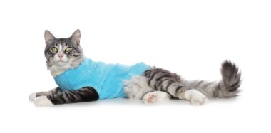 Cute cat wearing stylish pet clothes on white background