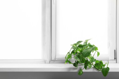 Perdeli pencere ve evin pervazında Epipremnum bitkisi.