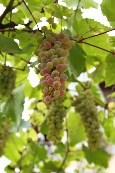 葡萄园枝条上成熟的多汁葡萄 角度低 — 图库照片