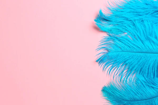 Beautiful light blue feathers on pink background, top view. Space for text