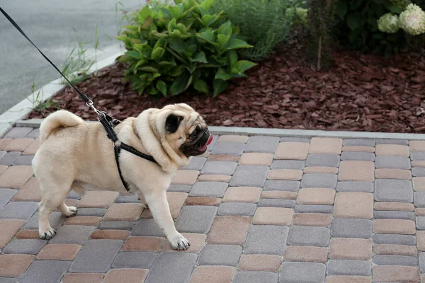 Cute Pug Leash Walkway Outdoors Dog Walking — Stock Photo, Image