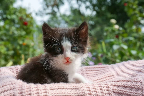 Χαριτωμένο Γάτα Στηρίζεται Ροζ Πλεκτό Ύφασμα Εξωτερικούς Χώρους Closeup — Φωτογραφία Αρχείου