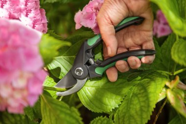 Bahçıvanın kestiği ortanca, açık havada tarikat görevlileriyle, yakın plan.