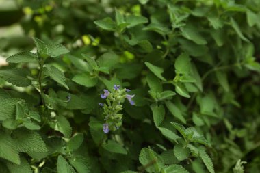 Açık havada yetişen yemyeşil yapraklı güzel Melissa.